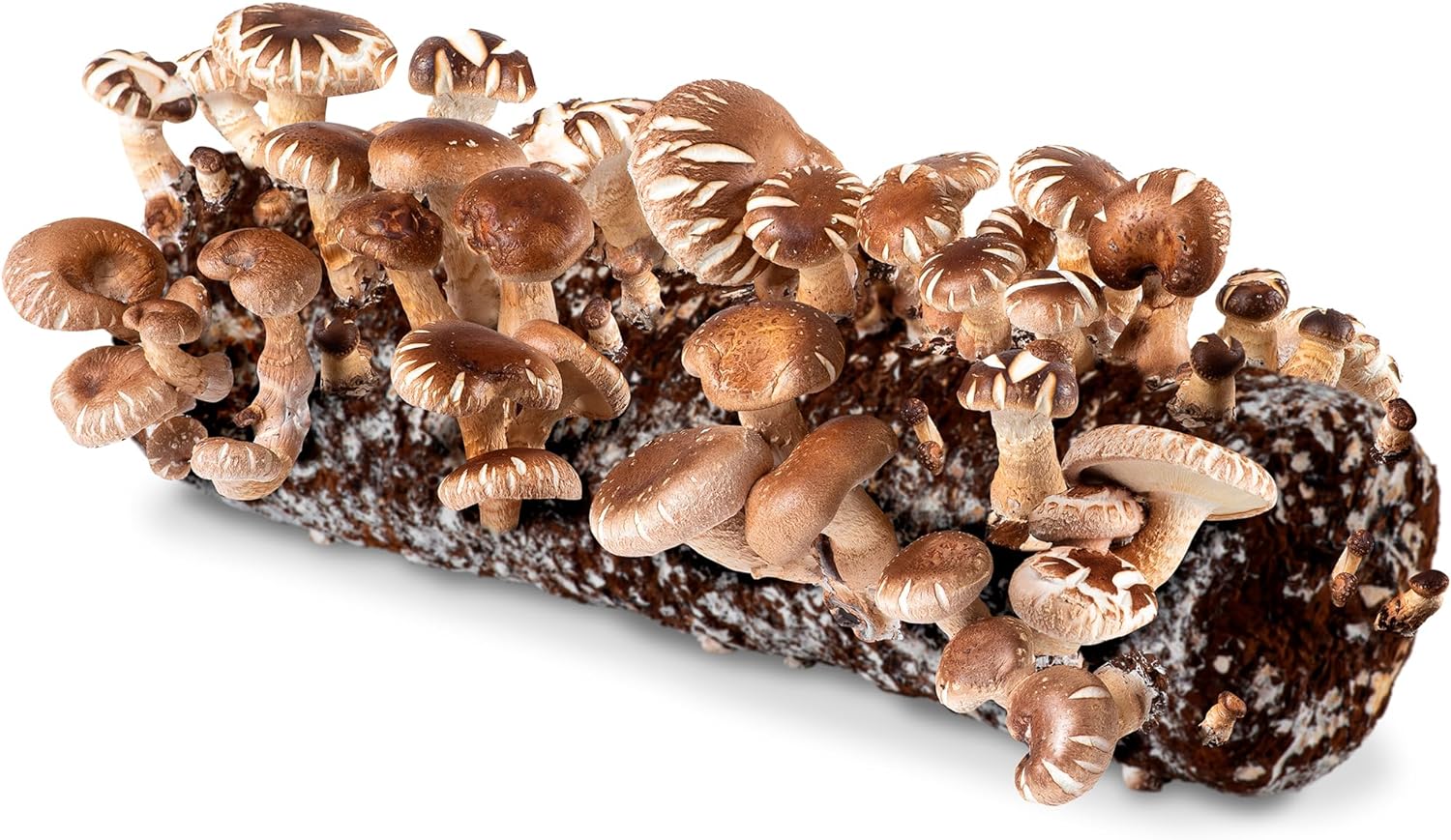 Back to the Roots Organic Shiitake Mushroom Kit